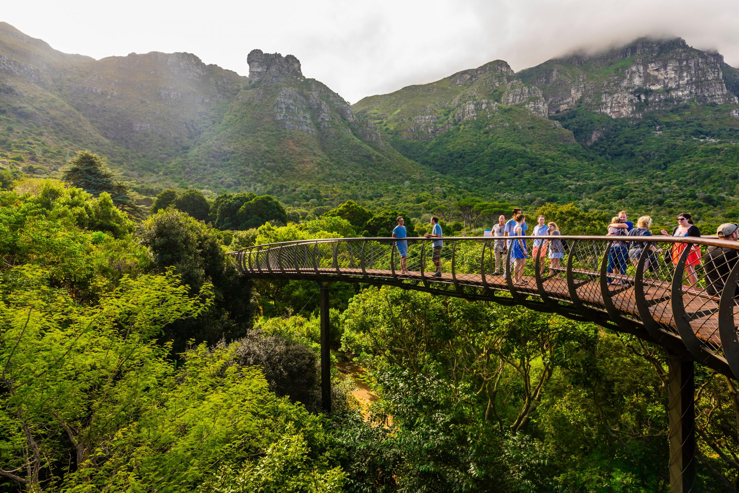 picture of bridge in kirstenbosch botanical gardens