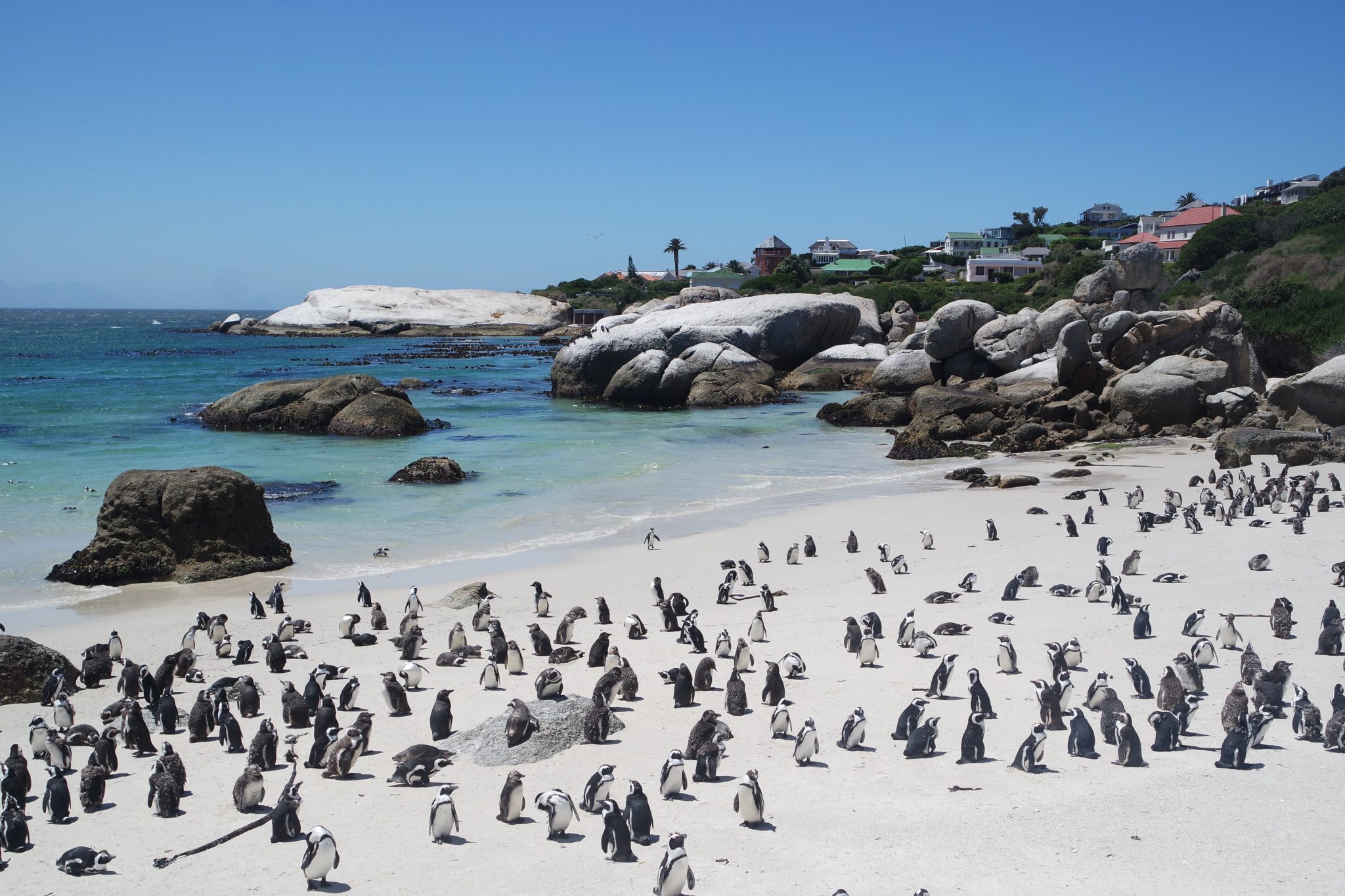 Penguins on Boulders Beach