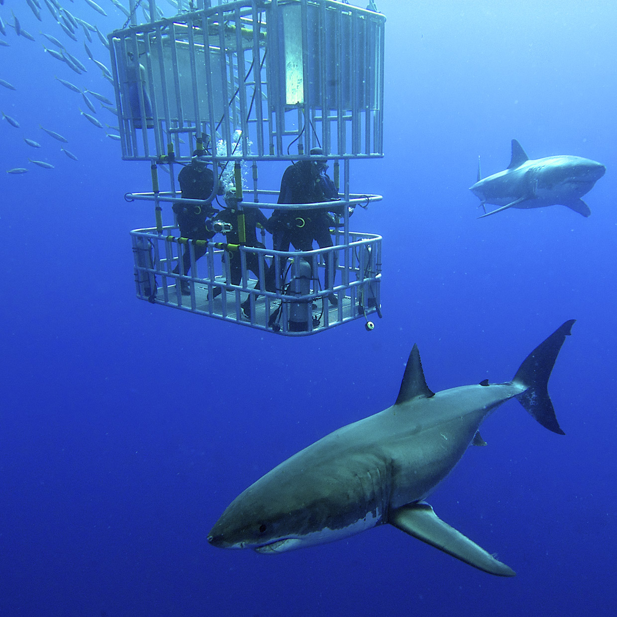 open water cage diving with sharks